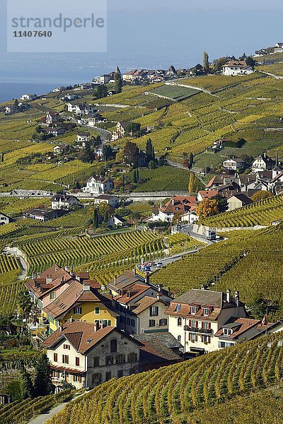 Weinberge im Herbst mit Blick auf die Winzerorte Epesses und Riex  Lavaux  Kanton Waadt  Schweiz  Europa