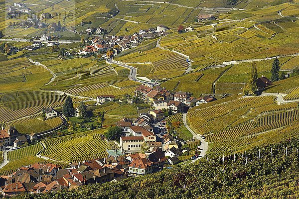 Weinberge im Herbst mit Blick auf die Winzerdörfer Epesses und Riex  Lavaux  Kanton Waadt  Schweiz  Europa