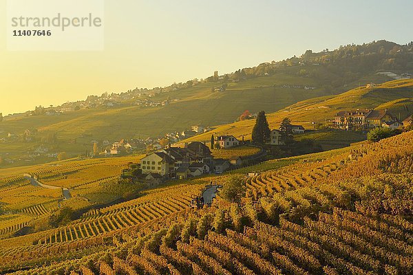 Weinberge im Herbst mit Blick auf die Winzerdörfer Epesses und Riex  Abendlicht  Lavaux  Kanton Waadt  Schweiz  Europa