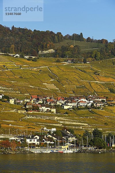 Weinberge im Herbst mit Weindorf Epesses  Genfersee  Lavaux  Kanton Waadt  Schweiz  Europa