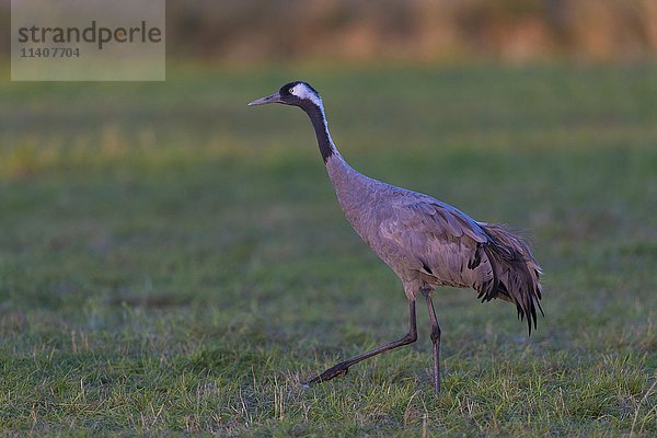 Kranich (Grus grus)  Durchzugs- und Rastplatz  Günzer See  Groß Mohrdorf  Mecklenburg-Vorpommern  Deutschland  Europa