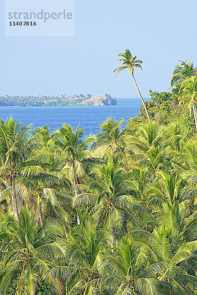 Palmen  Nanuya Lailai Insel  Yasawa  Fidschi  Südpazifische Inseln  Pazifik  Ozeanien