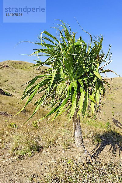 Yucca-Palme (Yucca) mit Frucht  Insel Nacula  Yasawa  Fidschi  Südpazifische Inseln  Ozeanien