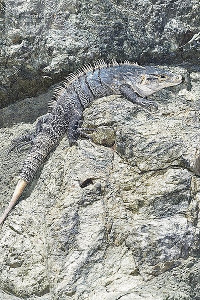 Schwarzer Stachelschwanzleguan (Ctenosaurus similis) auf einem Felsen  Manuel Antonio National Park  Costa Rica  Mittelamerika