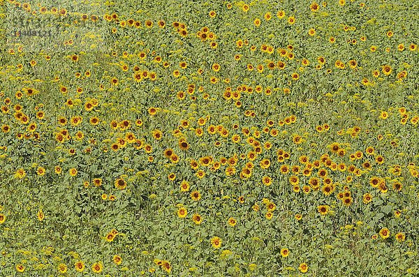 Sonnenblumen (Helianthus annuus)  Feld  Anpflanzungen in der Campiña Cordobesa  Provinz Cordoba  Andalusien  Spanien  Europa