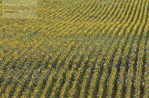 Sonnenblumen (Helianthus annuus)  Feld  Anpflanzungen in der Campiña Cordobesa  Provinz Cordoba  Andalusien  Spanien  Europa