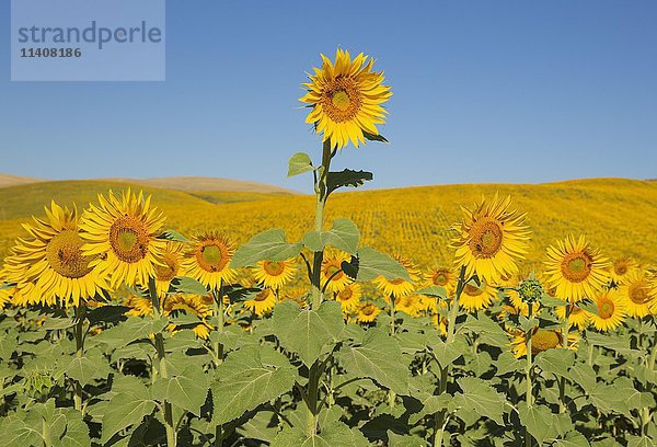 Sonnenblumen (Helianthus annuus)  Feld  Anpflanzungen in der Campiña Cordobesa  Provinz Cordoba  Andalusien  Spanien  Europa