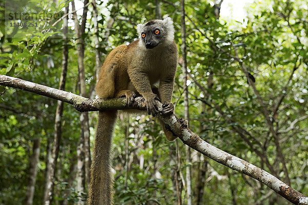 Schwarzer Lemur (Eulemur macaco) auf Ast  Andasibe-Nationalpark  Madagaskar  Afrika