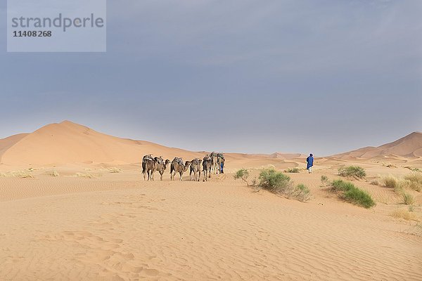 Karawane mit Kamelen in der Wüste Sahara  Marokko  Afrika
