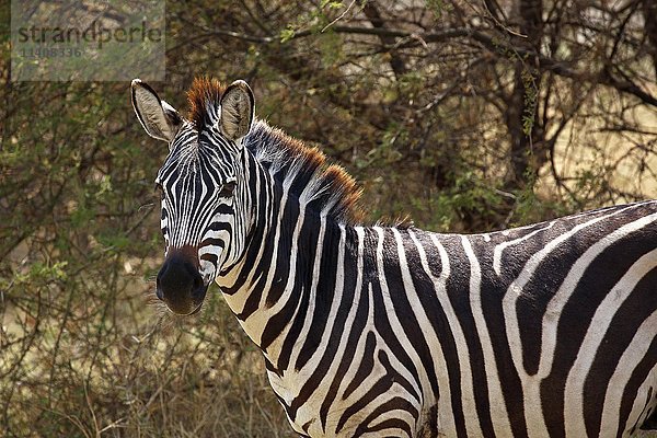 Steppenzebra (Equus quagga)  Lake Manyara National Park  Tansania  Afrika
