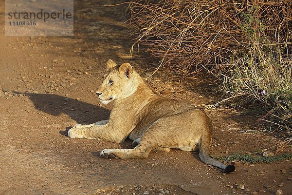 Afrikanischer Löwe (Panthera leo)  Löwin auf sandiger Straße liegend  Serengeti-Nationalpark  Tansania  Afrika