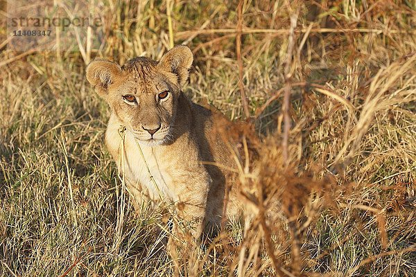 Afrikanischer Löwe (Panthera leo)  Jungtier im trockenen Gras sitzend  Serengeti National Park  Tansania  Afrika