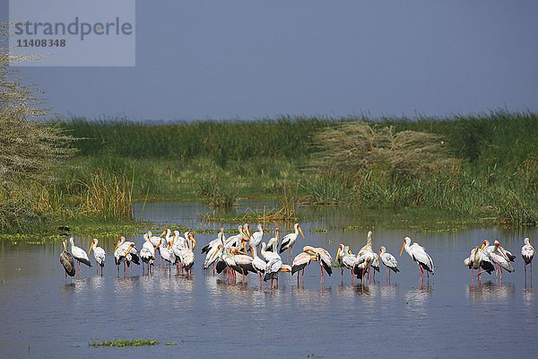 Gelbschnabelstörche (Mycteria ibis) stehend im Lake Manyara  seichtes Wasser  Lake Manyara National Park  Tansania  Afrika