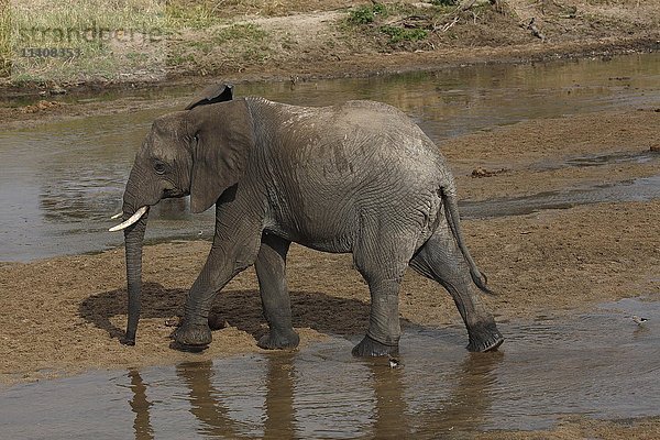 Afrikanischer Buschelefant (Loxodonta africana) im Flussbett des Tarangire-Flusses  Tarangire-Nationalpark  Tansania  Afrika