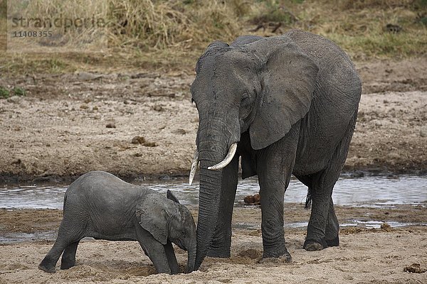Afrikanische Buschelefanten (Loxodonta africana)  Kuh und Kalb trinken aus einem im Flussbett gegrabenen Loch  Tarangire River Tarangire National Park  Tansania  Afrika