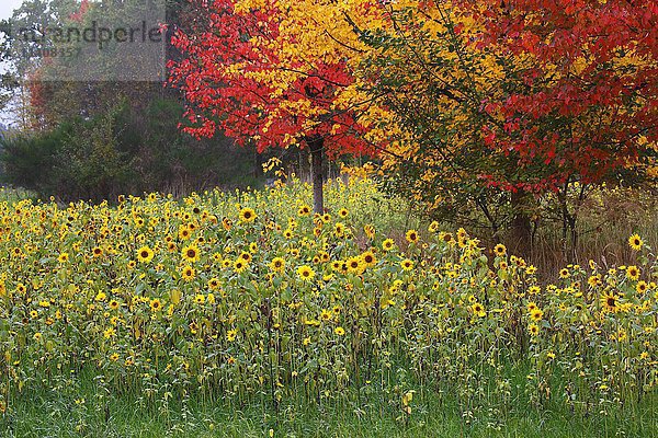 Sonnenblumen (Helianthus annuus) und Ahorne (Acer sp.) in roten und gelben Herbstfarben  Schleswig-Holstein  Deutschland  Europa