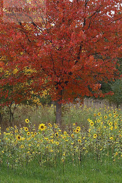 Sonnenblumen (Helianthus annuus) und Ahorn (Acer sp.) in roten Herbstfarben  Schleswig-Holstein  Deutschland  Europa
