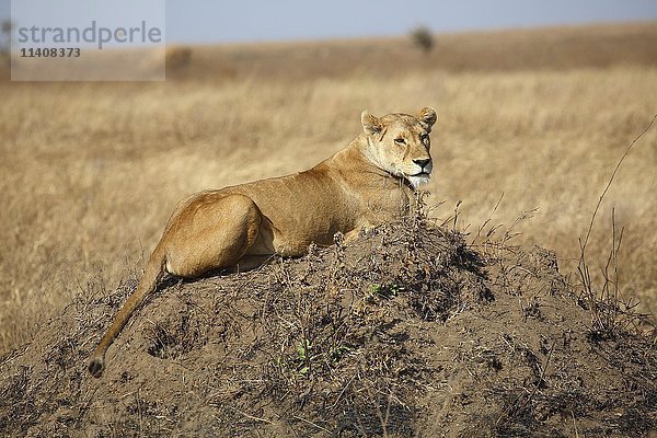 Afrikanischer Löwe (Panthera leo)  Weibchen auf Hügel  auf der Lauer  Serengeti National Park  Tansania  Afrika