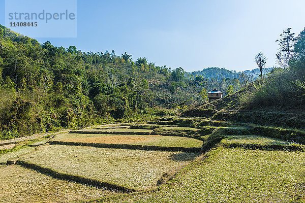 Abgeerntete Reisfelder  Kyaukme  Shan-Staat  Myanmar  Asien