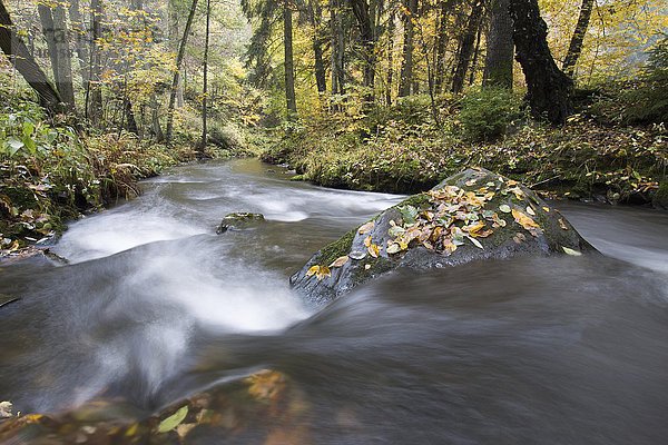 Die Selke fließt durch den Herbstwald  Selketal  Südharz  Niedersachsen  Deutschland  Europa