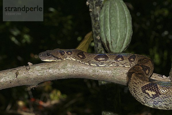 Madagaskar-Baumboa (Sanzinia madagascariensis volontany) auf Ast  nachts  Madagaskar  Afrika