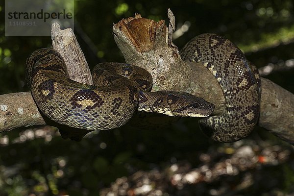 Madagaskar-Baumboa (Sanzinia madagascariensis volontany) auf Ast  Nacht  Madagaskar  Afrika