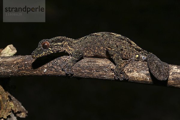 Männlicher Blattschwanzgecko (Uroplatus alluaudi)  Amber Mountain National Park  Diana  Madagaskar  Afrika