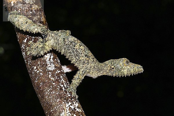 Weiblicher Blattschwanzgecko  (Uroplatus sikorae)  Amber Mountain National Park  Diana  Madagaskar  Afrika