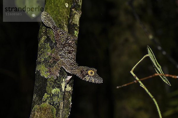 Moosblattschwanzgecko (Uroplatus sikorae) auf Baumstamm  Weibchen  Ranomafana National Park  Madagaskar  Afrika