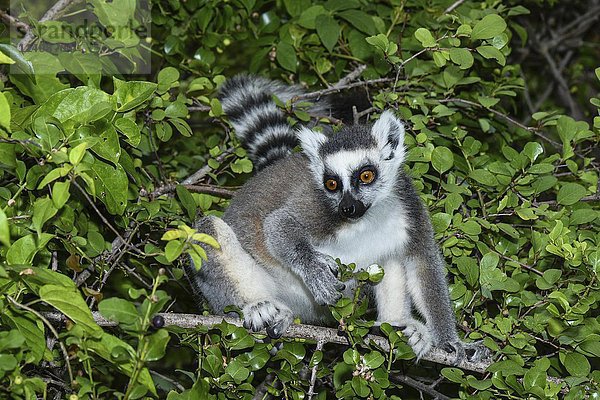 Ringschwanzlemur (Lemur catta) in einem Baum  Anja Community Reserve  Madagaskar  Afrika