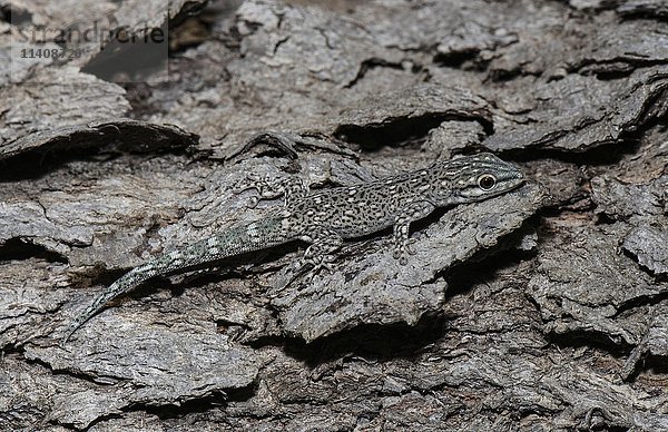 Dickschwanzgecko (Phelsuma mutabilis)  Männchen getarnt auf Baumrinde  Ifaty  Madagaskar  Afrika