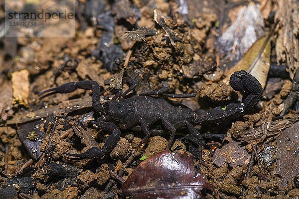 Skorpion (Opisthacanthus madagascariensis)  Andasibe-Nationalpark  Madagaskar  Afrika