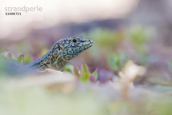 Dragonera-Eidechse (Podarcis lilfordi ssp. Giglioli)  Isla Dragonera  Mallorca  Spanien  Europa