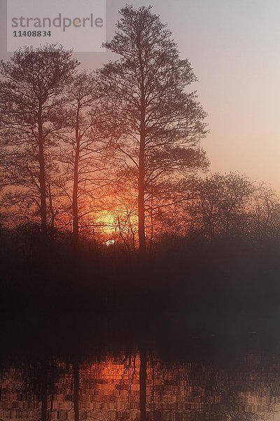 Neblige Atmosphäre  Sonnenuntergang  Naturpark Peenetal  Mecklenburg-Vorpommern  Deutschland  Europa