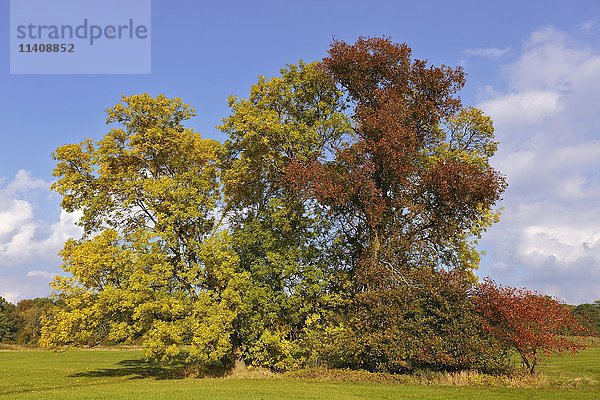 Baumgruppe mit Herbstfarben  Biosphärenreservat Mittlere Elbe  Dessau  Sachsen-Anhalt  Deutschland  Europa