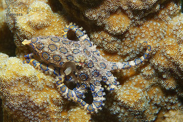 Großer Blauring-Oktopus (Hapalochlaena lunulata)  giftig  Bunaken-Nationalpark  Sulawesi  Celebes-See  Indischer Ozean  Indonesien  Asien