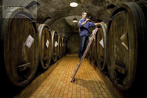 Weinkeller  Winzer  der die Reife des Weins prüft  Kiechlinsbergen  Baden-Würtemberg  Deutschland  Europa