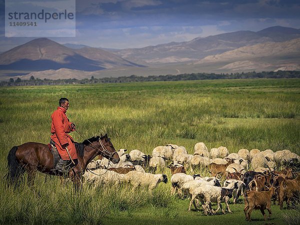 Nomade  Reiter auf Pferd mit Ziegen und Schafen  Mongolei  Asien