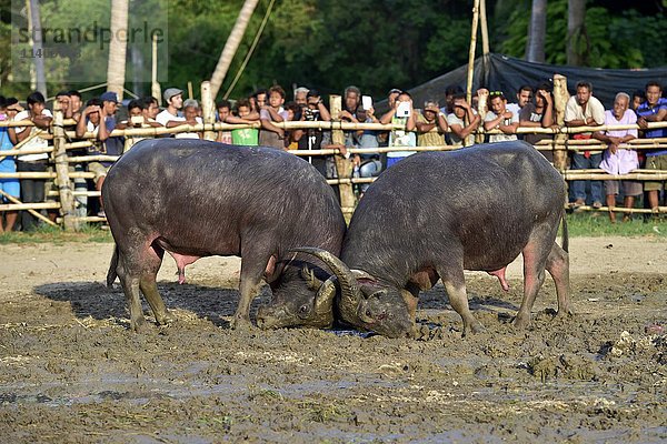 Zwei Wasserbüffel (Bubalus arnee) beim Stierkampf  Lamai  Koh Samui  Thailand  Asien