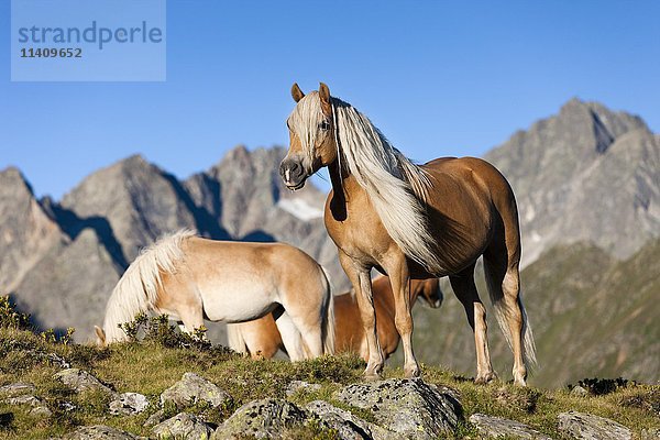 Haflinger  Alm  Kühtai  Tirol  Österreich  Europa