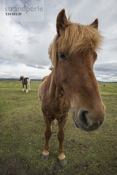 Islandpferd  Pony  Island  Europa