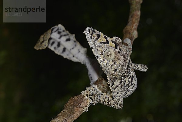 Riesenblattschwanzgecko (Uroplatus gigantaeus)  Regenwald  Montagne d'Ambre-Nationalpark  Nord-Madagaskar  Madagaskar  Afrika