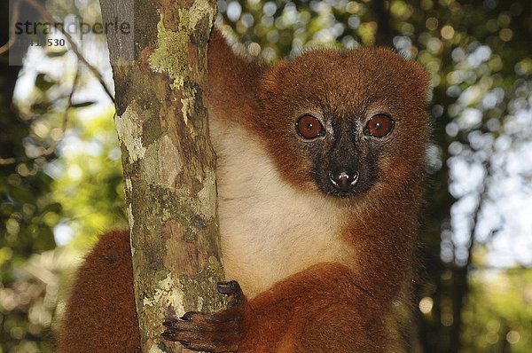 Rotbauch-Lemur (Eulemur rubriventer)  Regenwald  Ranomafana  Südosten  Madagaskar  Afrika