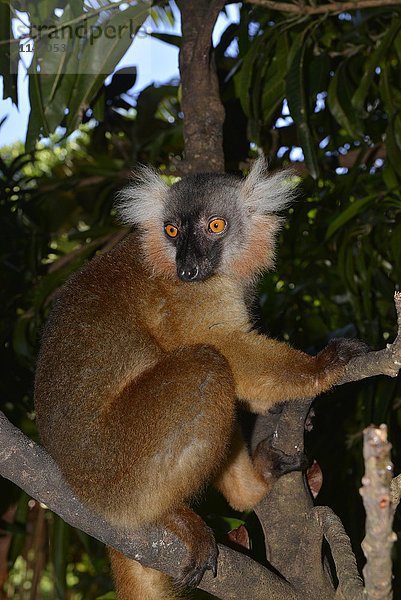 Weiblicher Schwarzer Lemur (Eulemur macaco macaco) auf einem Baum sitzend  Regenwald  Nordwest-Madagaskar