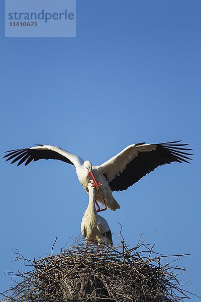 Weißstorch (Ciconia ciconia)  balzendes Paar im Nest  Nationalpark Doñana  Provinz Huelva  Andalusien  Spanien  Europa