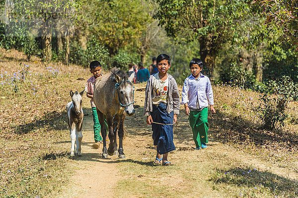 Kleine Jungen mit Pferden  Palaung Bergvolk  Palaung Dorf  Kyaukme  Shan Staat  Myanmar  Asien