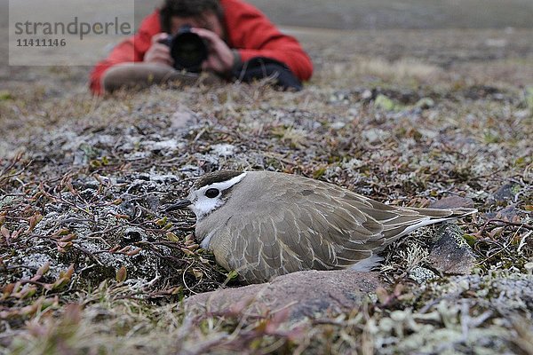 Naturfotograf beim Fotografieren  Eissturmvogel (Eudromias morinellus)  Männchen im Nest  brütend  Varanger  Norwegen  Europa