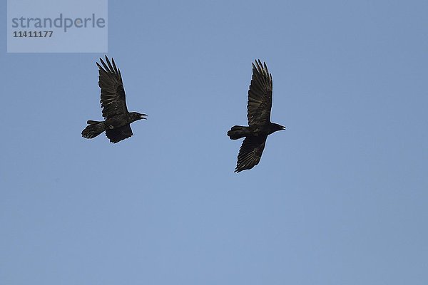 Kolkraben (Corvus corax) im Flug  blauer Himmel  Nordfinnland  Finnland  Europa