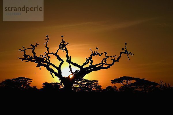 Weißstörche (Ciconia ciconia) auf einem abgestorbenen Akazienbaum bei Sonnenaufgang  Baumsavanne  Serengeti-Nationalpark  Tansania  Afrika