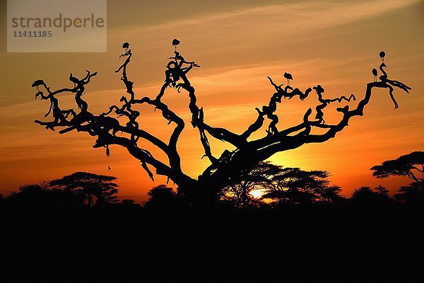 Weißstörche (Ciconia ciconia) auf einem abgestorbenen Akazienbaum bei Sonnenaufgang  Baumsavanne  Serengeti-Nationalpark  Tansania  Afrika